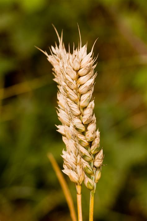 Wheat Free Stock Photo Public Domain Pictures