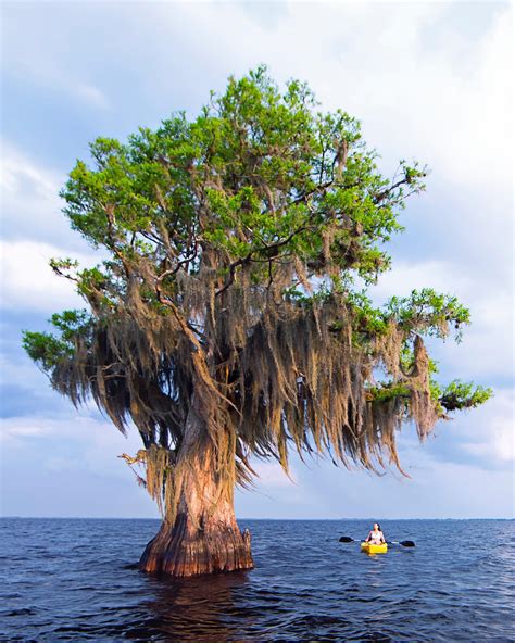 Captured A Kayaker Next To Giant Cypress Tree In Florida Rpics