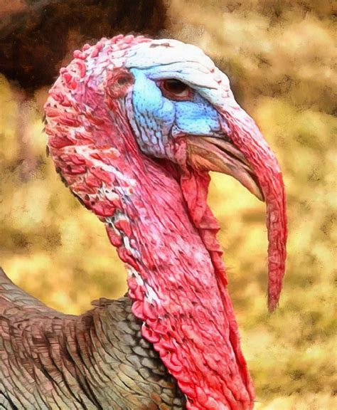 Beak Red Neck Turkey Thanksgiving Turkey Live Turkey Bird