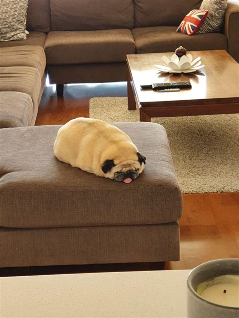 Pug Loaf Pugs That Look Like Loaves Of Bread