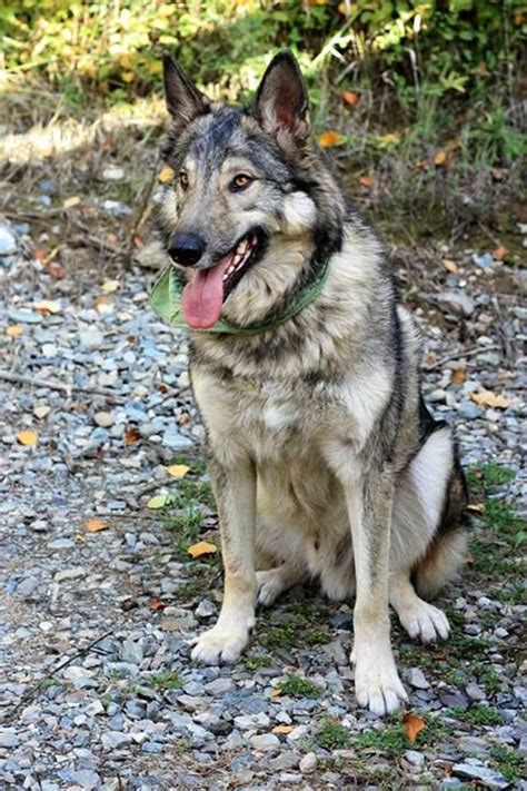 We have a german shepherd male puppy that is currently four months old. Rex is an #adoptable German Shepherd Dog & Alaskan ...