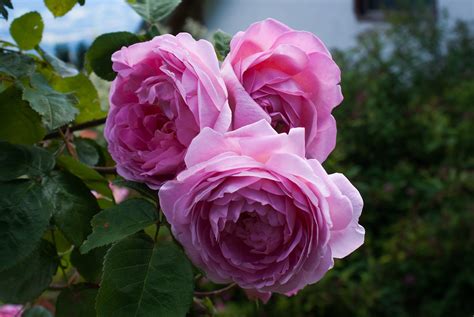 Rose Roses Pink Free Photo On Pixabay