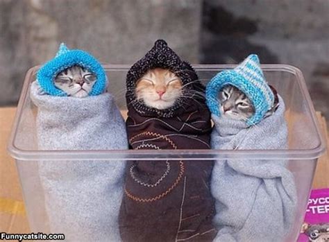 Cats Wrapped Like Burritos Gallery Ebaums World