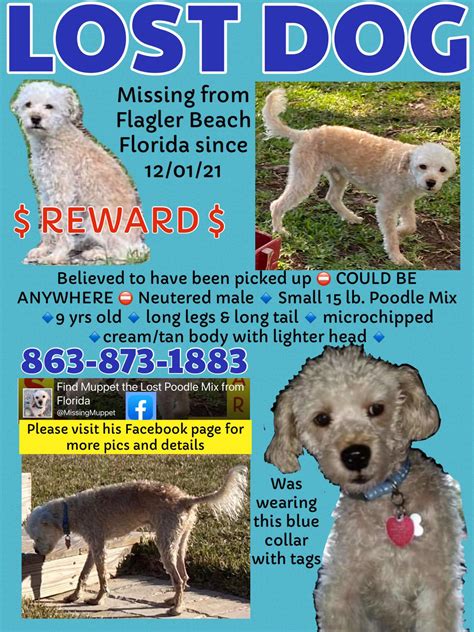 ‼️ LOST DOG ‼️ small poodle mix from Flagler Beach Florida but could be
