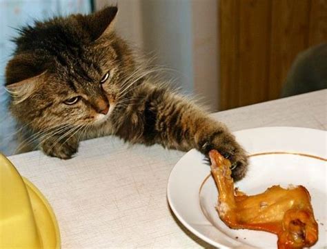 20 Human Foods That Are Perfectly Safe To Feed Cats