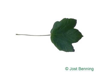 Deeply lobed leaves, such as oak, have sharp protrusions with smooth edges. Lobed Leaves | Leaf-ID.com