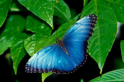 The Most Beautiful Butterfly Wallpapers Most Beautiful Places In The