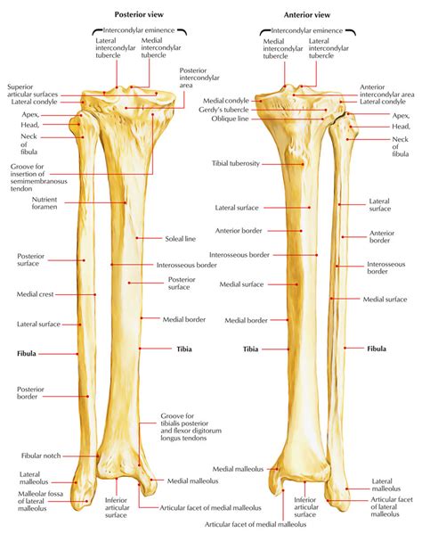 Right Leg Bone Diagram Fibula Bone Anatomy Bones Medi