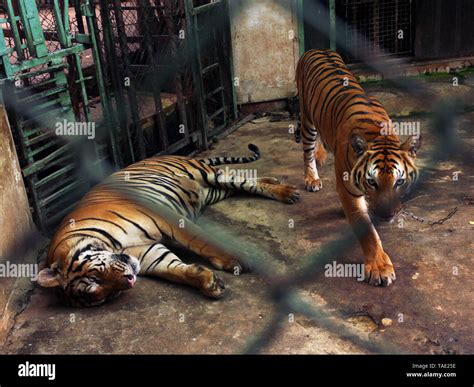 Couple Of Tigers In Captivity Inside A Cage Stock Photo Alamy