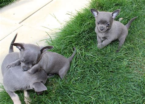 The ancient heritage of the chihuahua dog. 2 Grey boys left available Chihuahua puppies KC | Luton ...