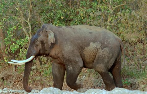 Have You Seen This Tusker Conservation India