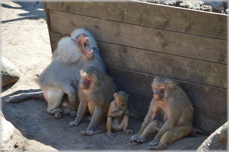 Monkeys Baboons Set 206 Free Stock Photo Public Domain Pictures