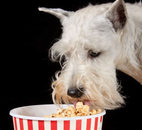 Can Dogs Eat Popcorn American Kennel Club