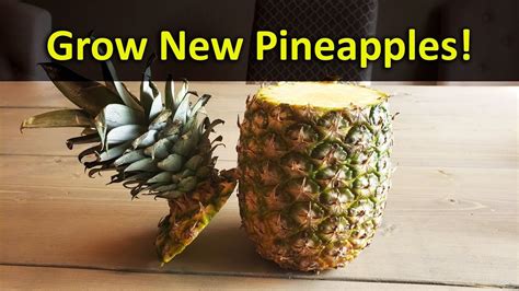 How To Grow A Pineapple Plant From A Grocery Store Pineapple Top Every Time Pineapple