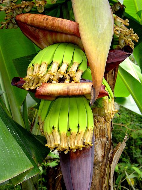 The bananas will appear often after one year. The banana is in serious danger of going extinct
