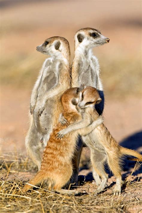 Baby Meerkats Act Cute For The Camera Meerkats Seen Hugging Each