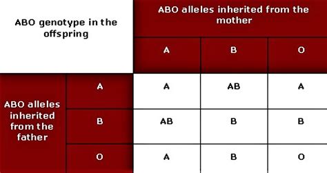 How To Calculate Blood Type Punnett Squares Modeladvisor Com