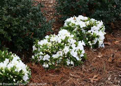 Excellent in the garden border and as it is a vigourous plant it can also be used as a standard. Bloom-A-Thon® White - Reblooming Azalea - Rhododendron x ...