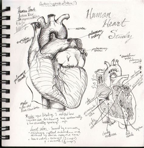 Real Human Heart Drawing At Getdrawings Free Download