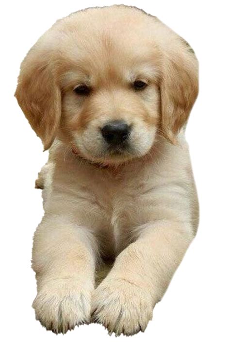 Golden Retriever Puppy Png Images Png All Png All