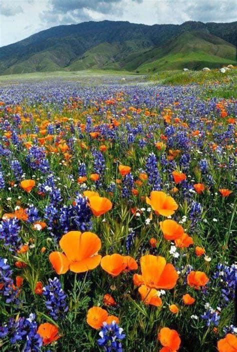 Pin By Dipas Favourites On Bon Voyage California Wildflowers