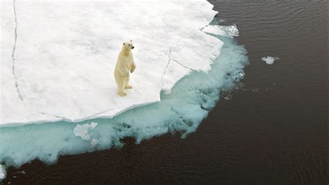 Global Warming Is Driving Polar Bears Toward Extinction Researchers