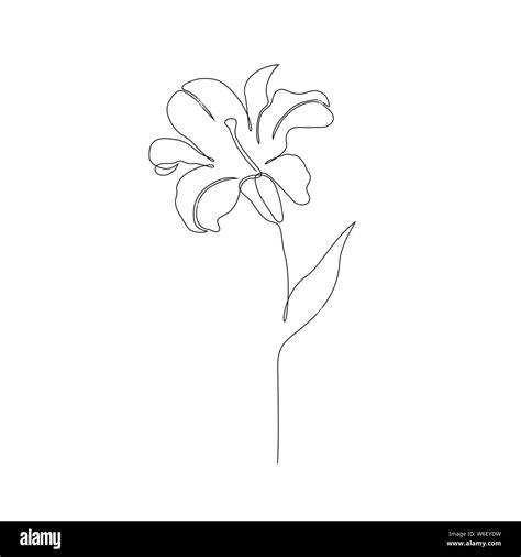 Lily Flower On White Background One Line Drawing Style Stock Vector