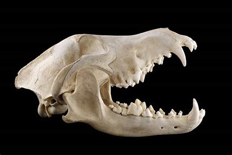 Wolf Skull Stock Photos Pictures And Royalty Free Images Istock