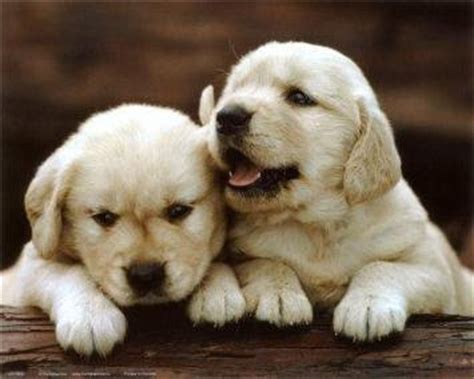 high quality pictures cute puppies
