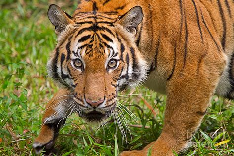 Endangered Species Sumatran Tiger Photograph By Louise Heusinkveld