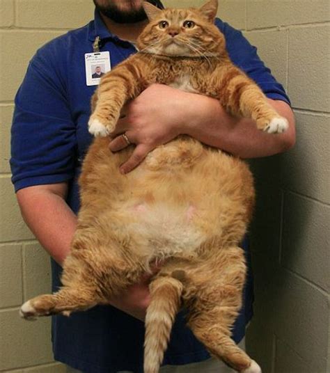 Skinny The Worlds Largest Cat Photo Gallery