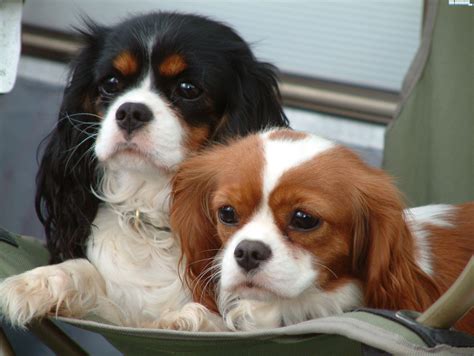 Cavalier King Charles Spaniel Wallpapers Wallpaper Cave