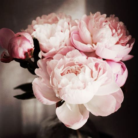 Pale Pink Peonies Peonies Flowers Peony Bouquet Wedding