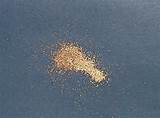 Pictures of Termite Dust Picture