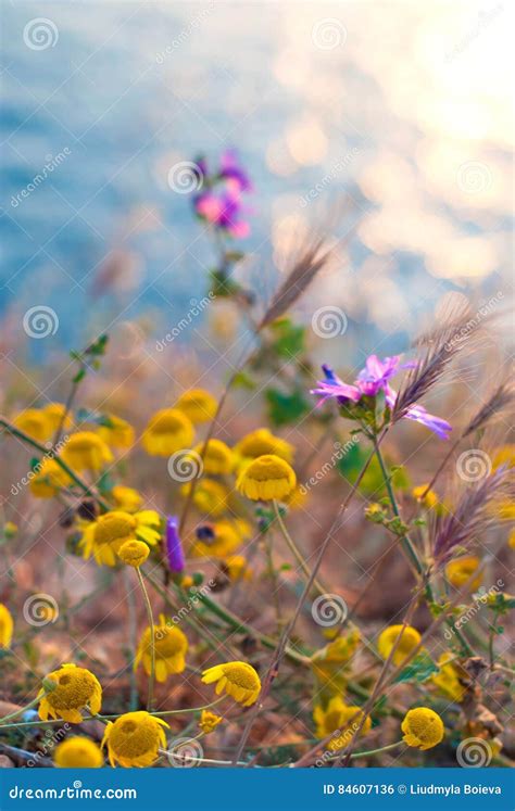 Summer Wildflowers At Sunset Light On The Background Of The Sea Stock