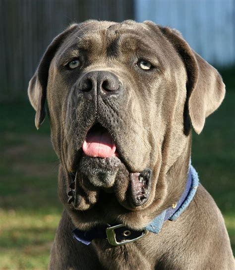 Neapolitan Mastiff Largest Dog Breeds Dog Breeds Giant Dog Breeds