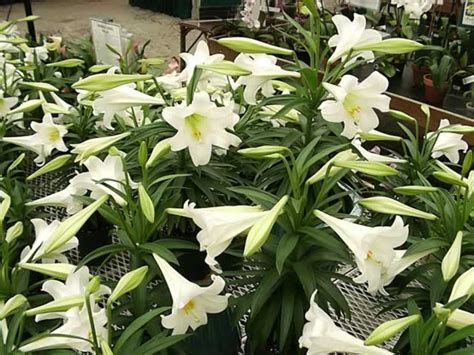 Lilium Brownii L Lancifolium Bai He Lily Bulb Eastern