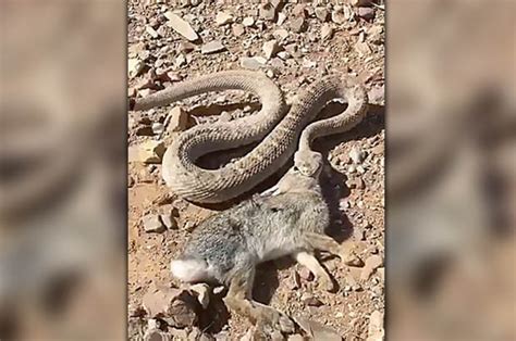 Giant Snake Kills A Rabbit So 100 Directly In The Face It Will Make