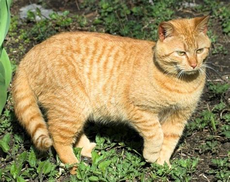 Check spelling or type a new query. The Tabby Cat - Cat Breeds Encyclopedia