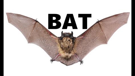 Flying Fox Bat Facts For Kids Kids Matttroy
