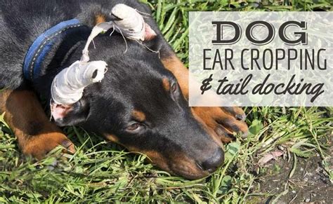 Dog Ear Cropping And Tail Docking Necessary Or Inhumane