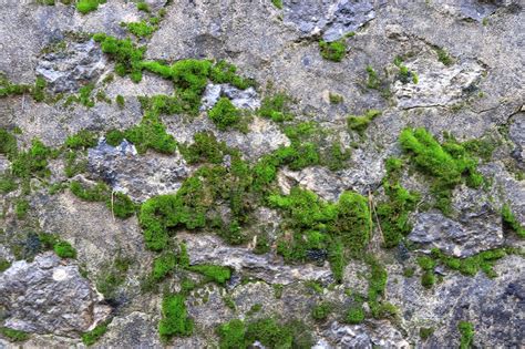 Rocky Stone Moss Wall Texture Nature Stock Photos ~ Creative Market