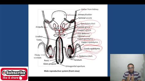Class 12 Human Reproduction Male Reproductive Systemcbsehbse