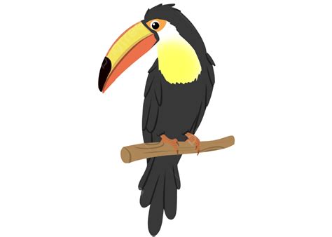Toucan Cartoon Migratory Bird Toucan Cartoon Birds Png Transparent