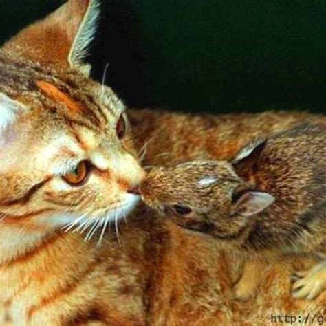 Kisses So Sweet Odd Animal Couples Unusual Animal Friendships