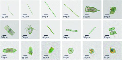 Zooplankton And Phytoplankton