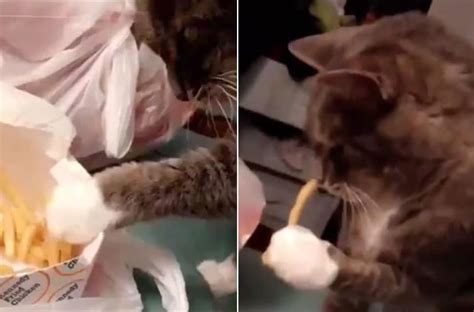 Cat Steals French Fries In This Viral Video