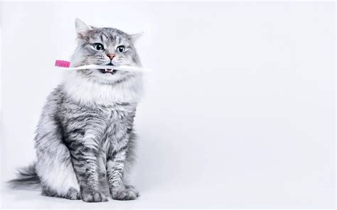 How To Brush Your Cats Teeth At Home The Ultimate Brushing Guide