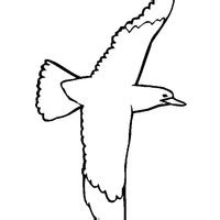 Desenho de Gavião ave para colorir Tudodesenhos