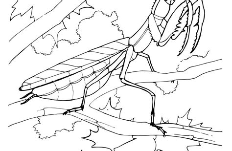 Since my kids wanted to learn more about praying mantises, i included a life cycle chart. Praying Mantis Coloring Page at GetColorings.com | Free ...